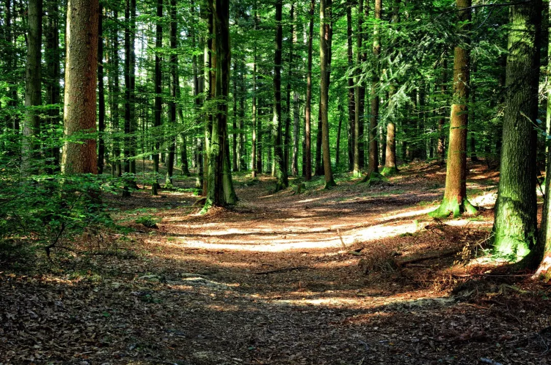 智慧林业防火监控整体解决计划